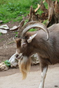 Portrait of a mufflon on field