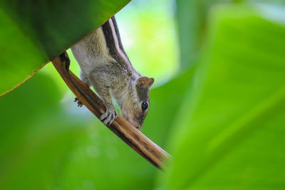 Close-up of lizard on leaf