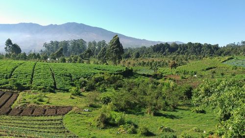 Scenic view of agricultural field against clear sky