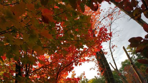 Low angle view of trees