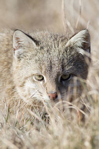 Close-up portrait of a cat