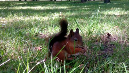 Close-up of squirrel on field