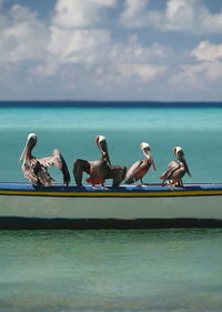 Pelicans perching on boat moored at sea against sky