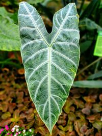 Close-up of green leaves