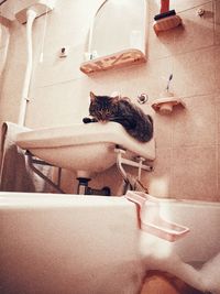 Cat relaxing in bathroom