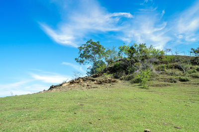 Trees on field against sky