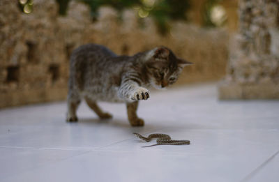 Cat playing with a small snake