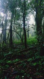 Trees in forest