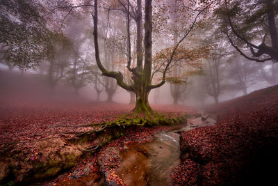 Trees in forest during foggy weather