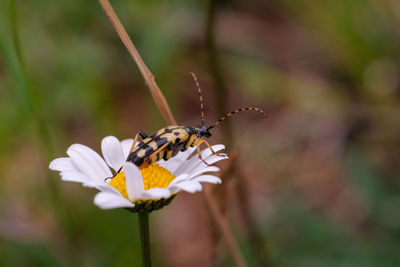 Close-up of butterfly pollinating on flower