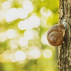 Close-up of snail on leaf