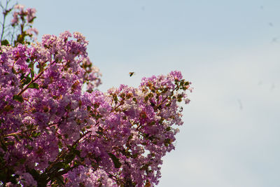 Close-up of pink cherry blossoms in spring