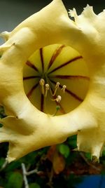 Close-up of yellow flowering plant