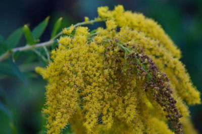 Close-up of yellow flowering plant