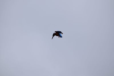 Low angle view of bird flying against clear sky