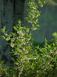 Close-up of fresh green plant