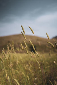 Close-up of stalks in field against sky