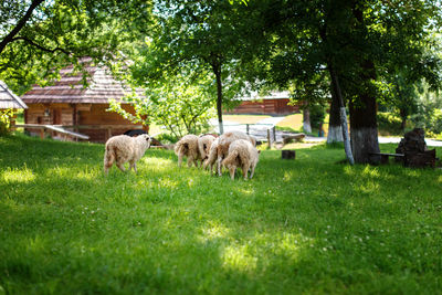 Sheep grazing on field
