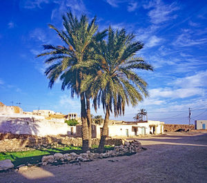 Palm trees growing outside houses against blue sky