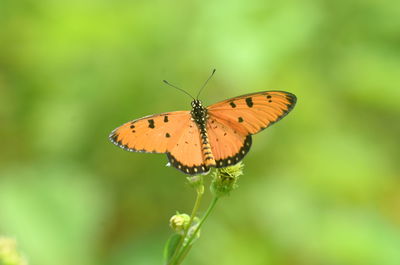 Butterfly on flower