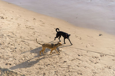 Dogs walking on sand at beach