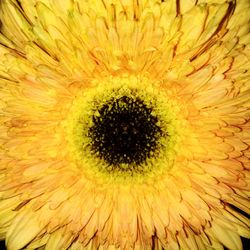 Macro shot of yellow flower