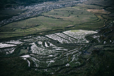 Aerial view of rice paddy