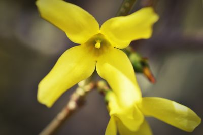 Close-up of yellow flower