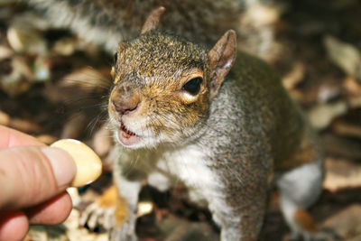 Close-up of hand feeding