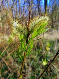 Close-up of plant growing on field