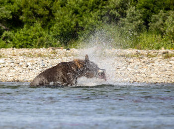 Big brown bear in shallow river with a caughting king salmon