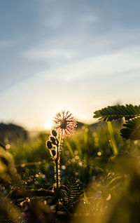 Close-up of dandelion on field against sky