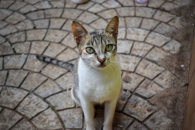 Portrait of cat