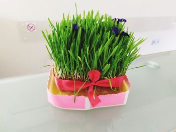 Close-up of potted plant on table