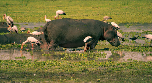 Hippopotamus and birds on field