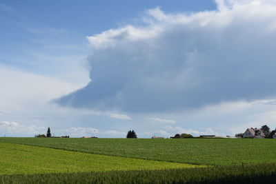 Scenic view of grassy field against sky