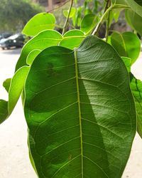 Close-up of green leaves on plant