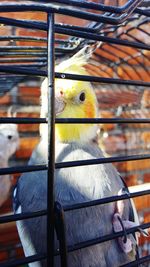 Close-up of bird in cage