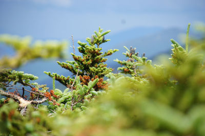 Close-up of fresh green plant against sky