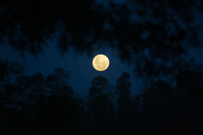 Low angle view of silhouette trees against sky and moon at night