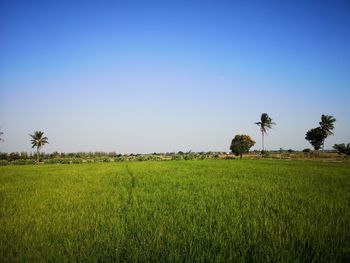 Scenic view of agricultural field against clear sky