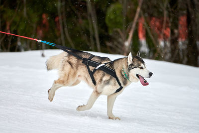 Dog on snow covered land