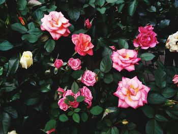 High angle view of pink flowering plants