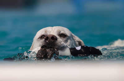 Close-up portrait of dog in sea