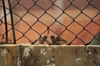 View of monkey on fence