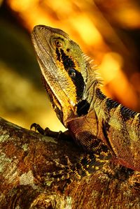 Close-up side view of a reptile