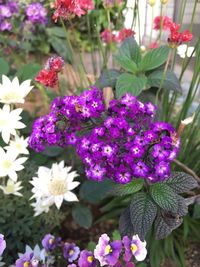 Close-up of purple flowers