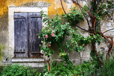 Close up of an old house with wooden shutters and rose bushes at the window.