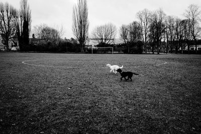 Dog running in a field