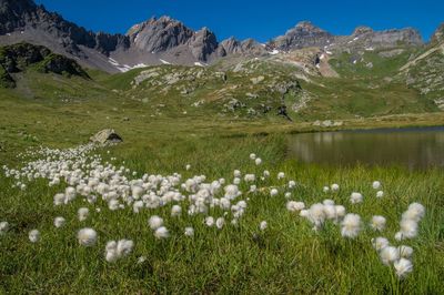 Scenic view of flowers in mountains